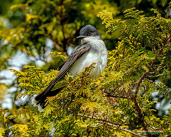 Eastern Kingbird 106