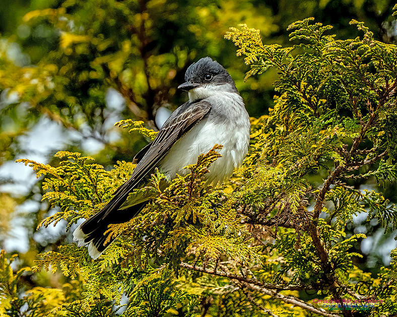 Eastern Kingbird 106