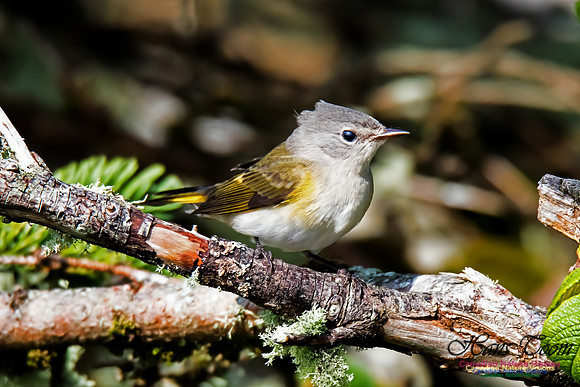 American Redstart