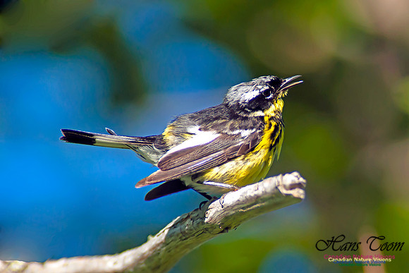 Magnolia Warbler