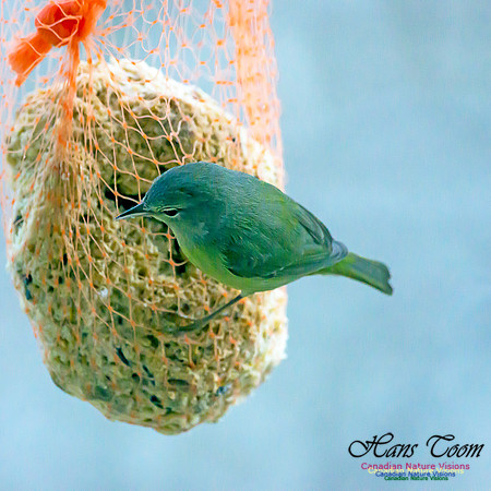 Orange-crowned Warbler 15