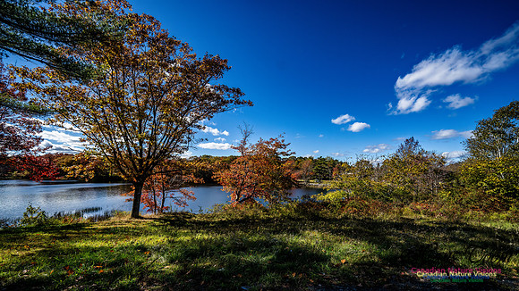 Last Fall Colours of 2024 101