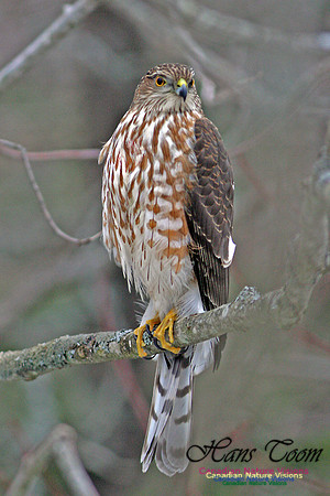 Sharp-shinned Hawk
