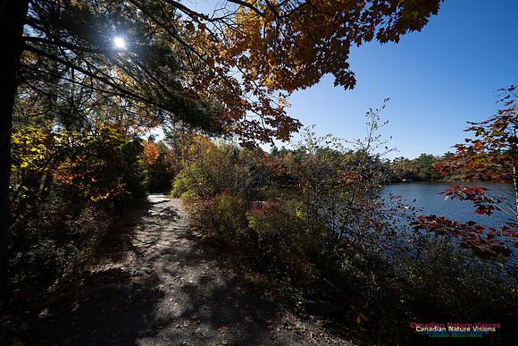 Frog Pond Stroll 110