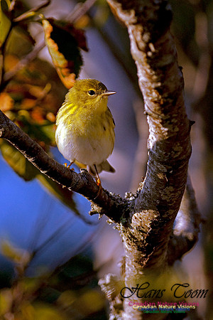Blackpoll Warbler