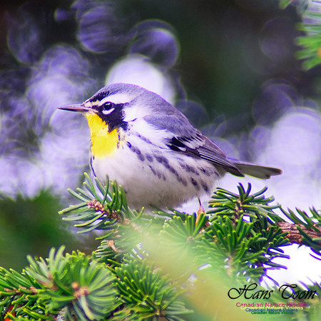 Yellow-throated Warbler 6
