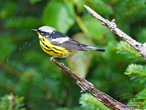 Magnolia Warbler 150