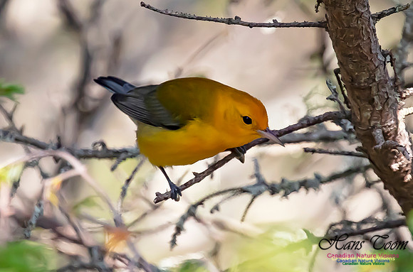Prothonotary Warbler 100