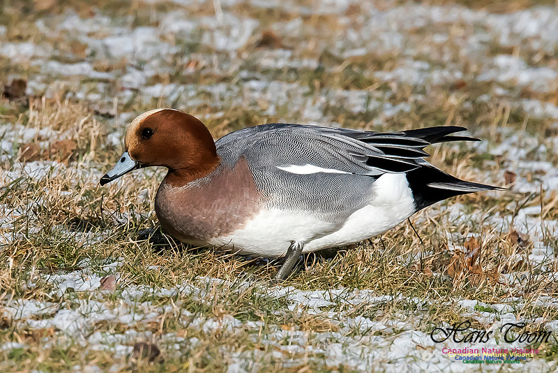 Eurasian Wigeon