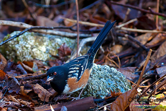 Spotted Towhee