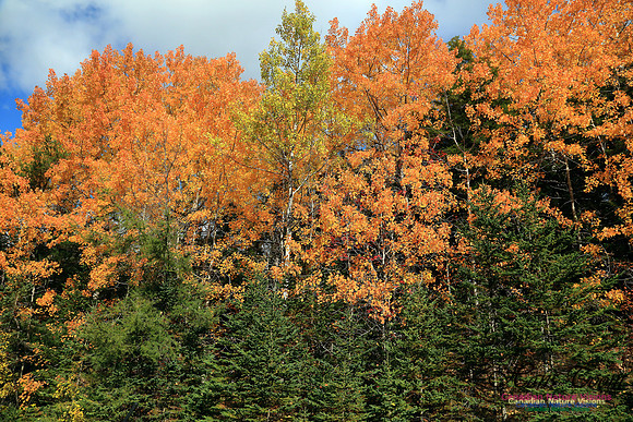 FallColours2016-1026
