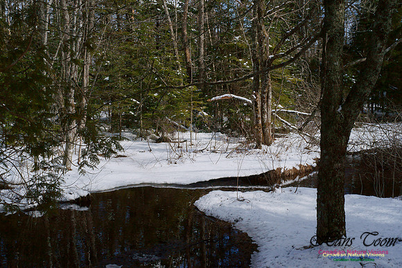 Brook in Late Winter