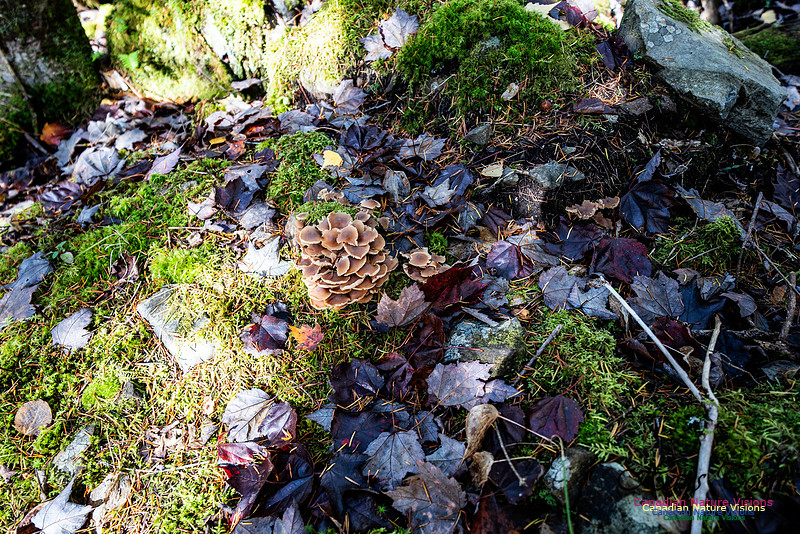Woodland Stroll 116