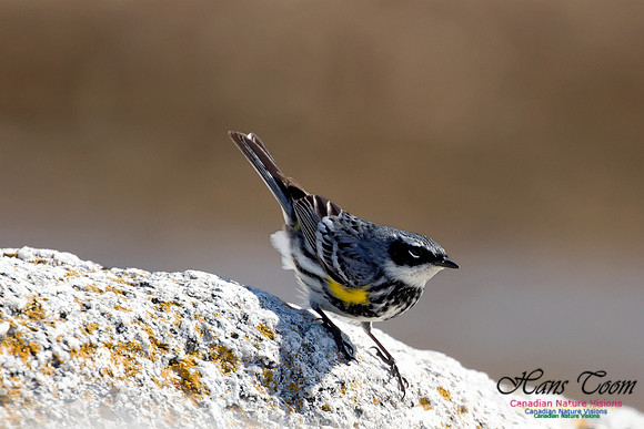 Yellow-rumped Warbler 1