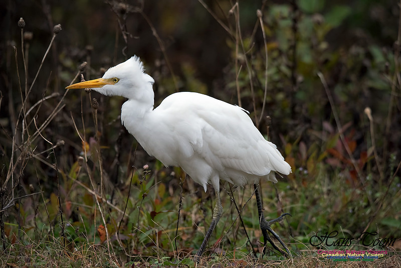 Cattle Egret