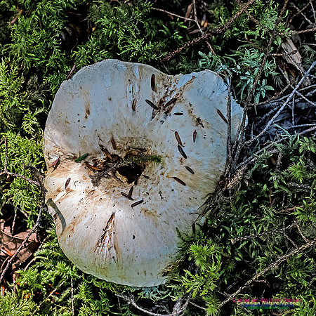 Fungi Walk 114