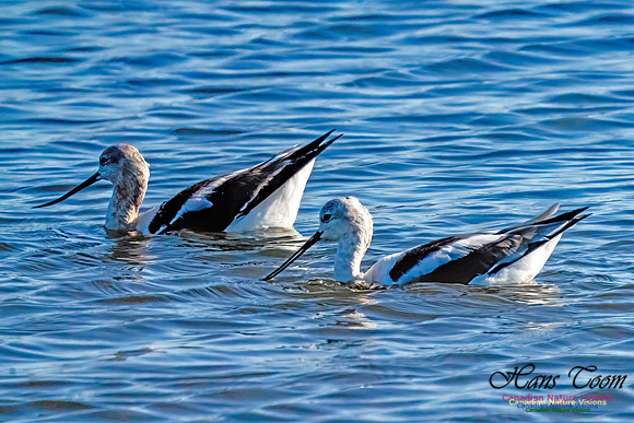 American Avocet 405