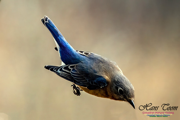 Eastern Bluebird 700