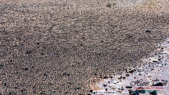 Peeps Evangeline Beach 2024 912
