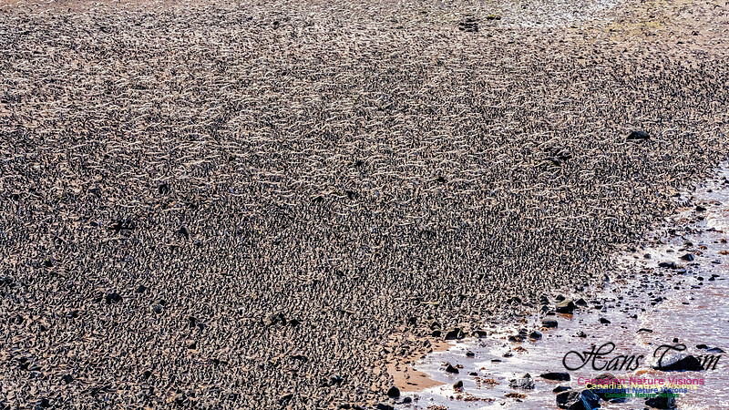 Peeps Evangeline Beach 2024 912