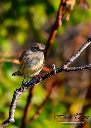 Yellow-rumped Warbler 300