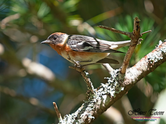 Bay-breasted Warbler 14