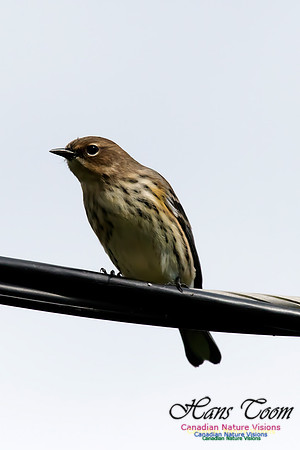 Yellow-rumped Warbler