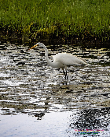Great Egret 405