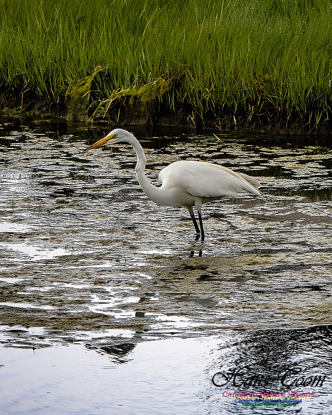 Great Egret 405