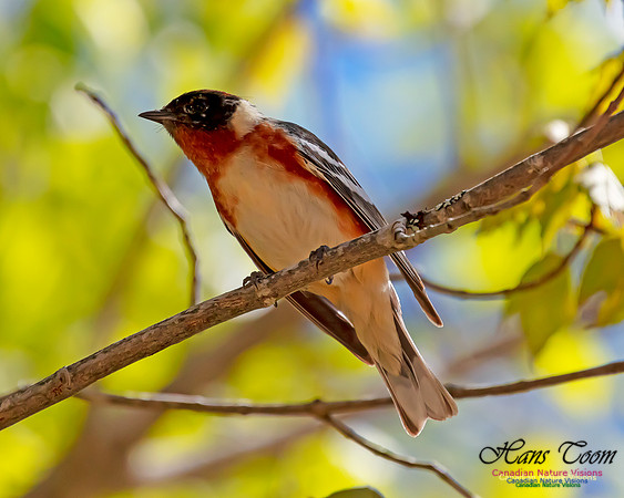 Bay-breasted Warbler 103