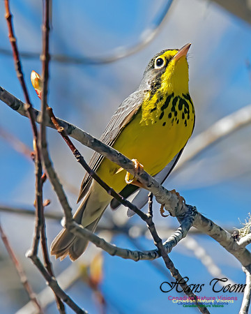 Canada Warbler 11