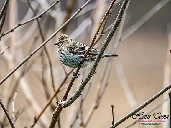 Pine Siskin 100