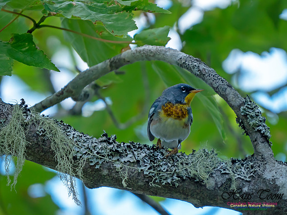 Northern Parula 3