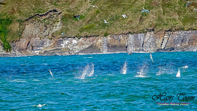 St. Vincent Whales and Gannets 103
