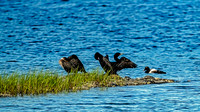 Shorebirds at Rainbow Haven Salt Marsh