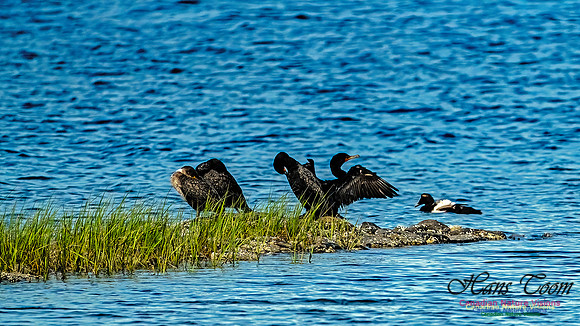 Cormorant and Common Eider 100