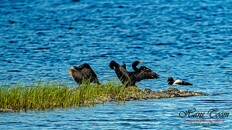 Cormorant and Common Eider 100