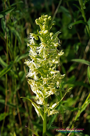 Ragged Fringed Orchid