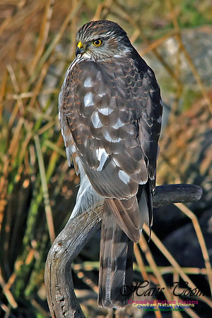 Sharp-shinned Hawk