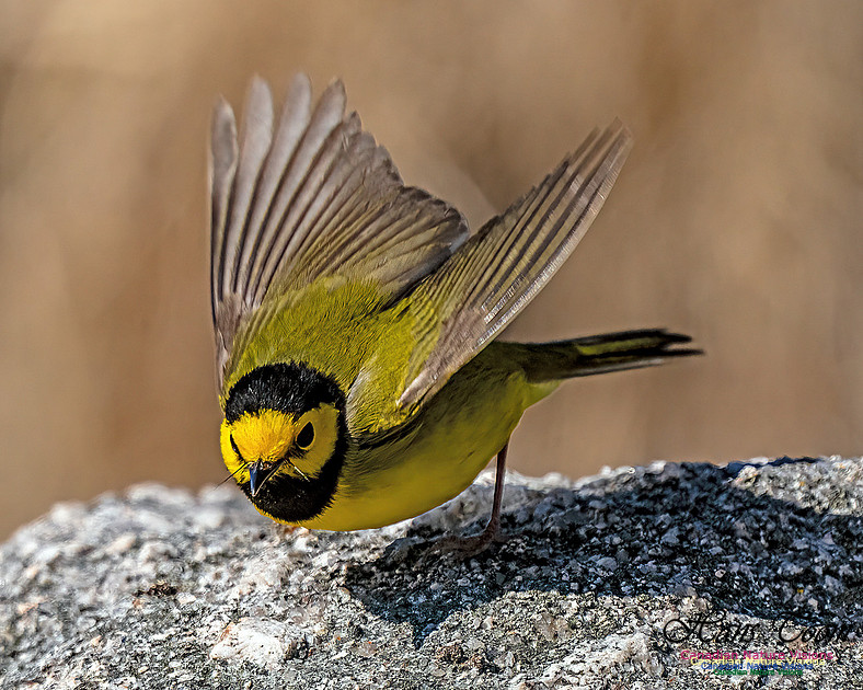 Hooded Warbler 709