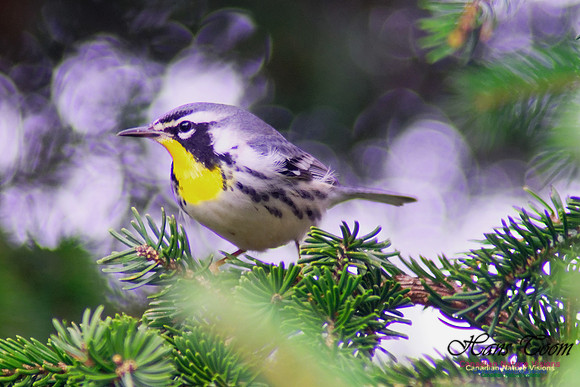 Yellow-throated Warbler 1