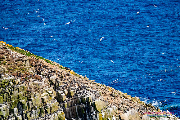 Cape St. Mary's 102