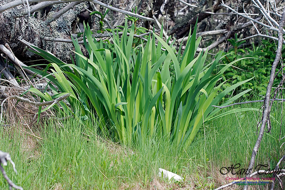 Iris Blue Flag