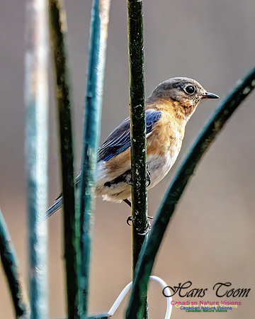 Eastern Bluebird 701