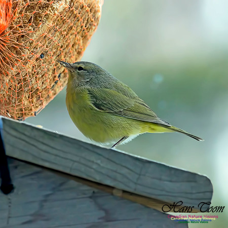 Orange-crowned Warbler 2
