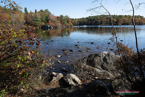 Frog Pond Stroll 129