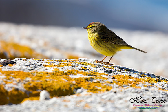 Palm Warbler 6