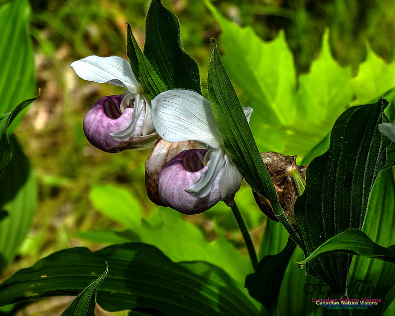 Showy Lady's Slipper Orchid 159