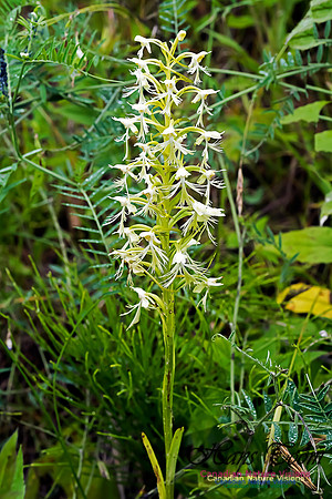 Ragged Fringed Orchid