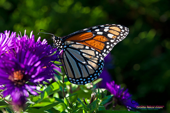 Monarch